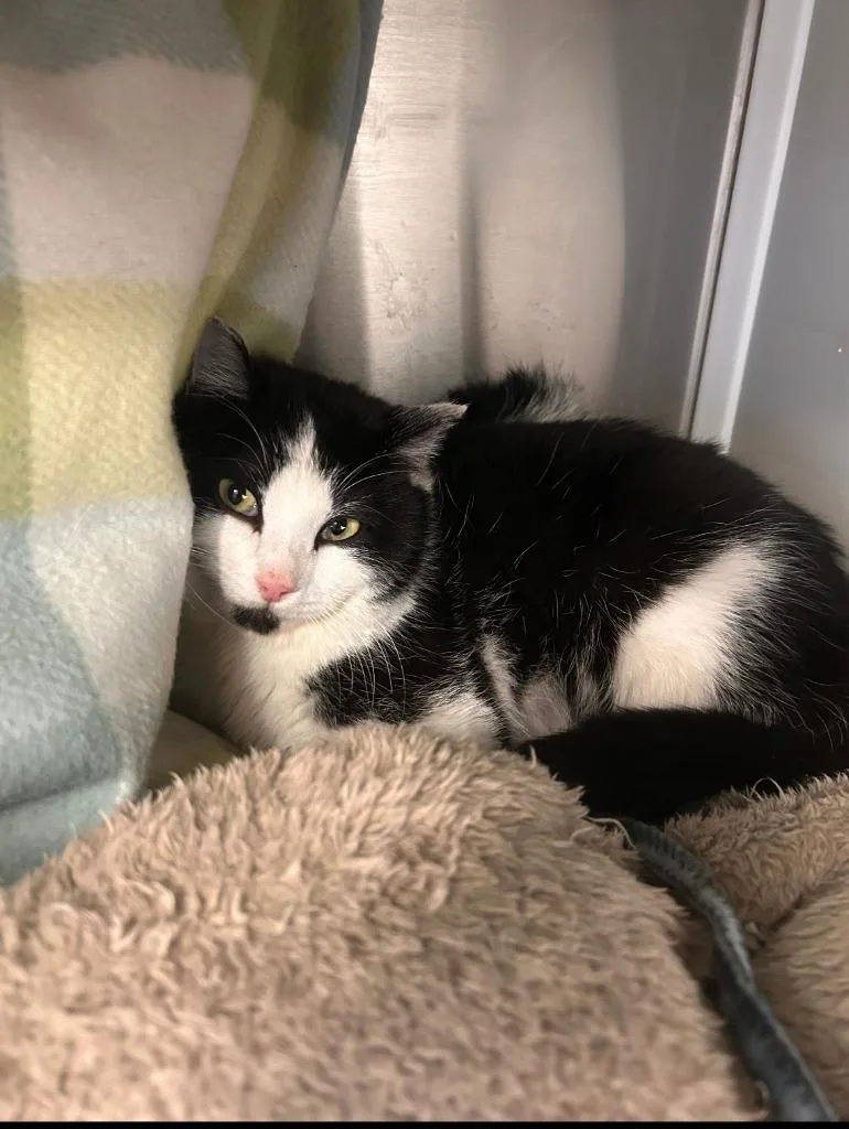 A young medium-sized female Domestic Short Hair cat named Catamaran for adoption in Minot, ND