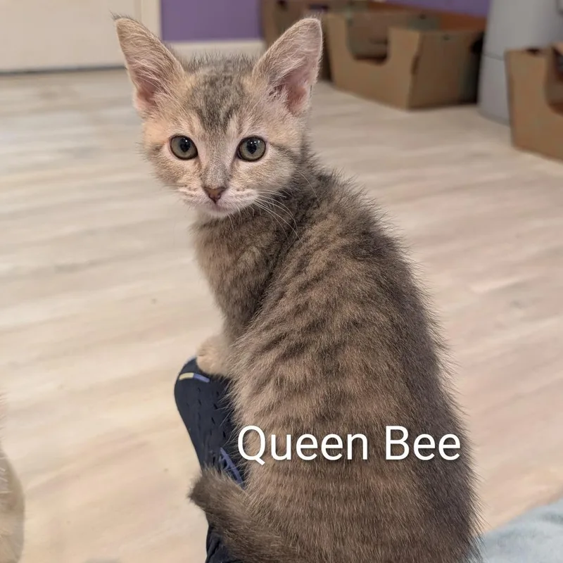 A baby small-sized female Gray / Blue / Silver Domestic Short Hair cat named Queen Bee for adoption in Roselle, IL