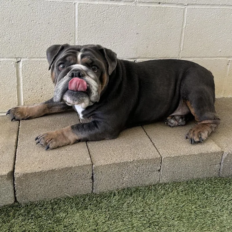 An adult medium-sized female Gray / Blue / Silver English Bulldog dog named Cookie for adoption in LOXAHATCHEE, FL