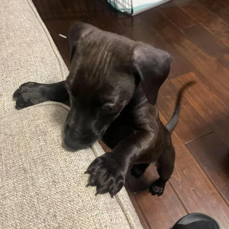 A baby large-sized male Black Doberman Pinscher dog named Charlie C Costa for adoption in Chino Hills, CA