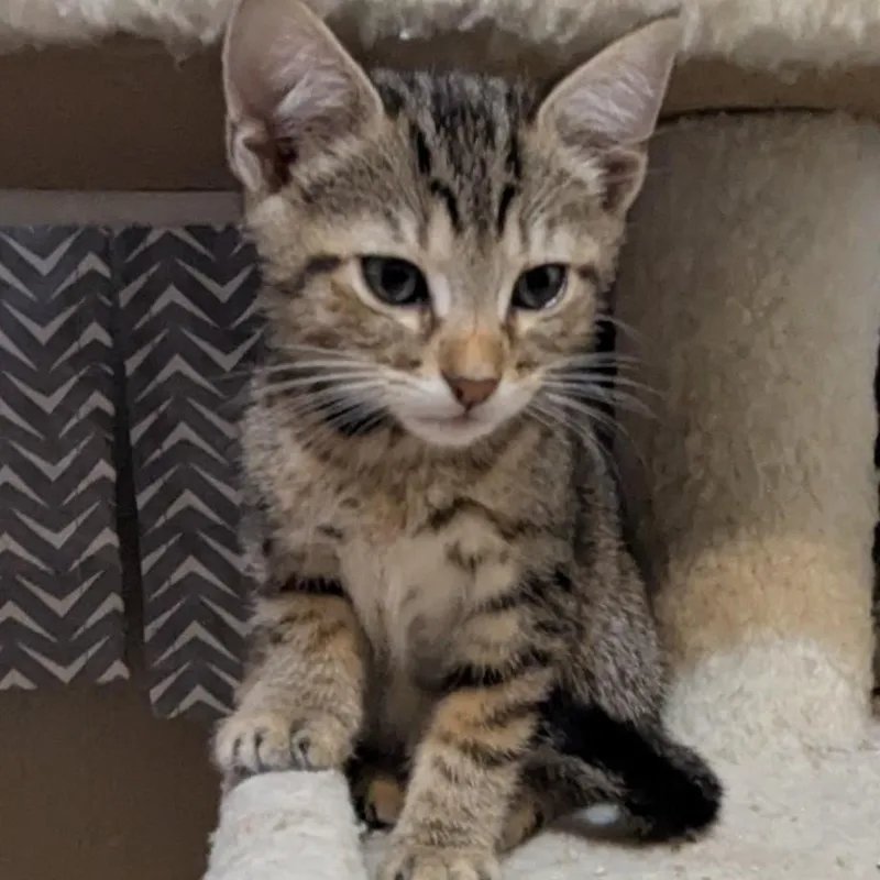 A baby small-sized female Tabby (Brown / Chocolate) Domestic Short Hair cat named Juniper for adoption in Liverpool, TX