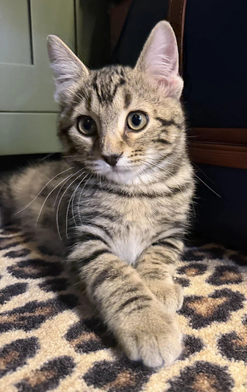 A baby medium-sized male Tabby (Buff / Tan / Fawn) Domestic Short Hair cat named Ruckus for adoption in Blaine, MN