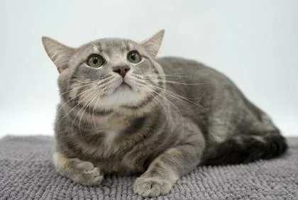 An adult large-sized male Domestic Short Hair cat named Lucky for adoption in Bowling Green, KY