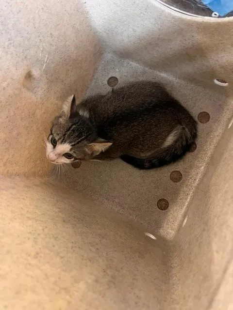 A baby small-sized male Domestic Short Hair cat named Pogo for adoption in Tallahassee, FL