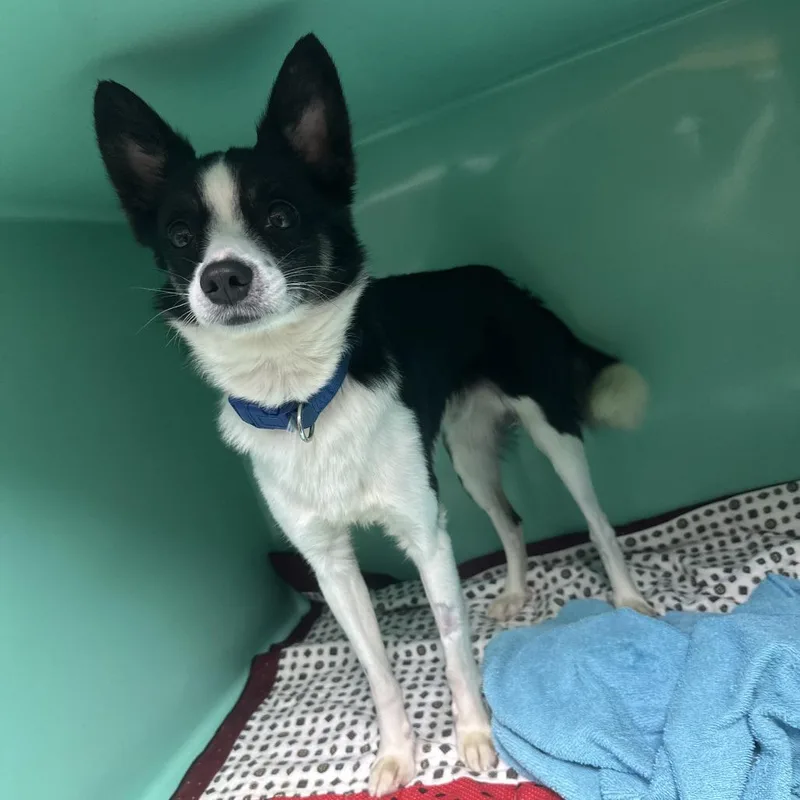 An adult small-sized male Black Mixed Breed dog named D Joker for adoption in Franklin, PA