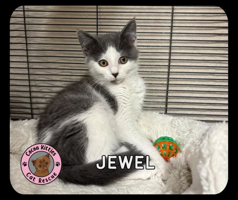 A baby small-sized female Domestic Short Hair cat named Jewel for adoption in Hershey, PA