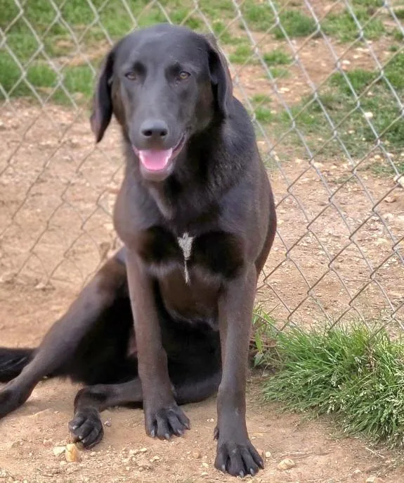 An adult medium-sized female Coonhound dog named Mary Kate for adoption in Manchester, CT