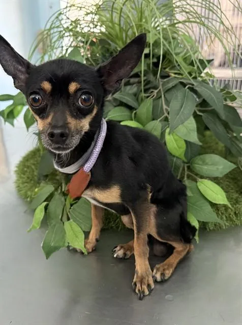 An adult medium-sized male Chihuahua dog named Vader for adoption in Lancaster, CA