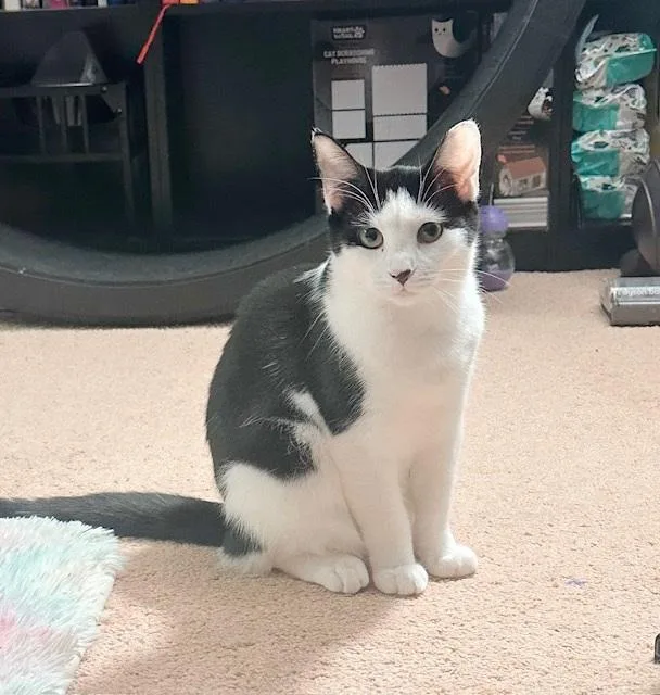 Blossom & Buttercup thumbnail 2