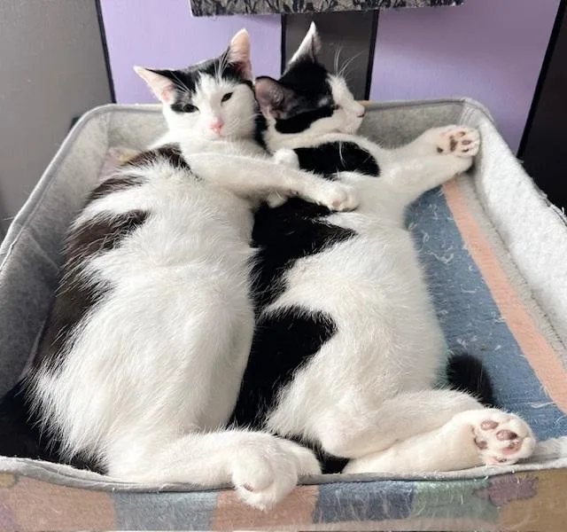 Blossom & Buttercup thumbnail 3