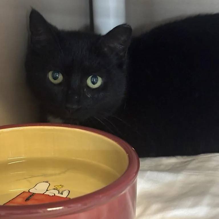 A young medium-sized female Black American Shorthair cat named Jody for adoption in Freeport, FL