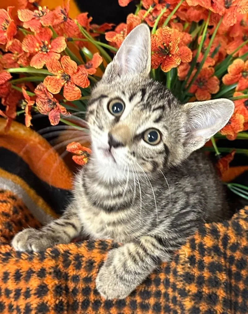 A baby small-sized male Domestic Short Hair cat named Jamie for adoption in Stillwater, OK