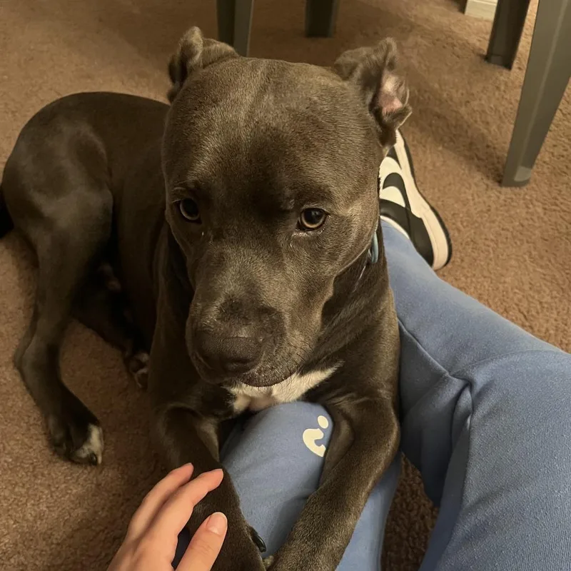 An adult large-sized male Black Pit Bull Terrier dog named Rex for adoption in Valley, AL