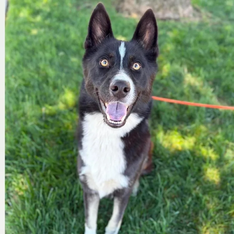 An adult medium-sized male Black Husky dog named Caesar for adoption in Vallejo, CA