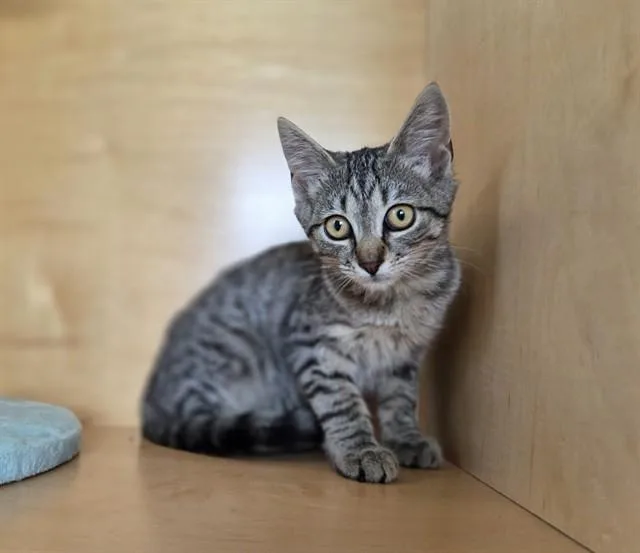 A baby small-sized male Domestic Short Hair cat named Martin for adoption in Antioch, CA