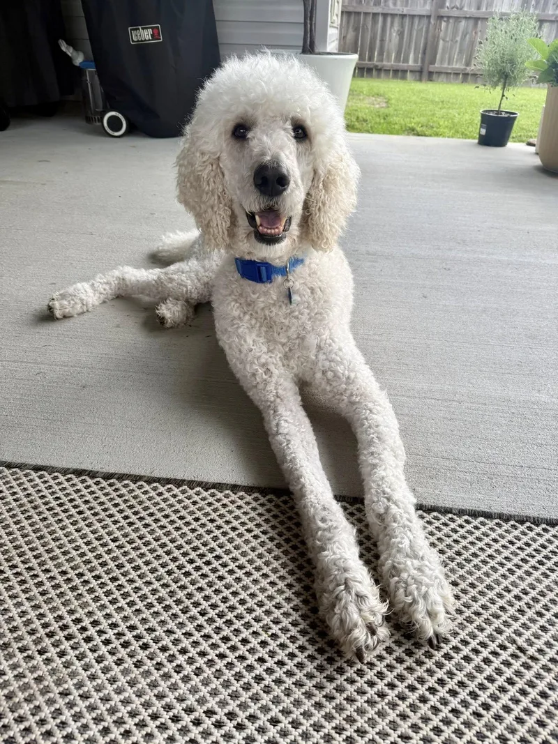 An adult medium-sized male White / Cream Poodle dog named Beaux for adoption in Gonzales, LA