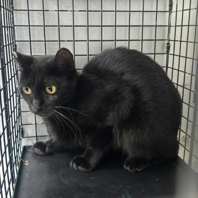 A young small-sized female Domestic Short Hair cat named Wednesday for adoption in Conroe, TX