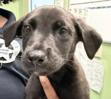 A young large-sized male Labrador Retriever dog named Thunder for adoption in Kansas City, MO
