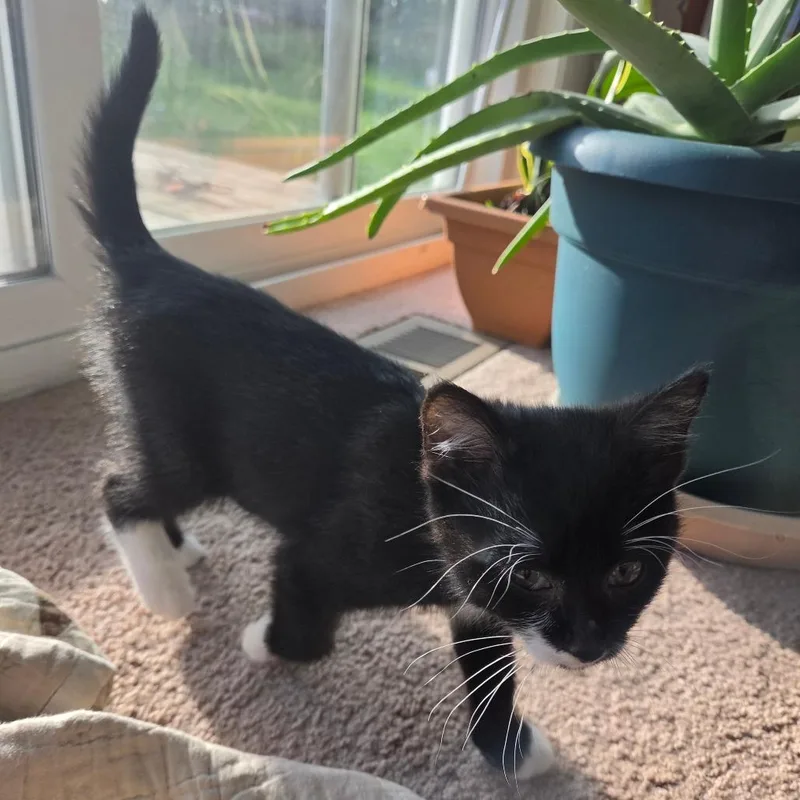A baby small-sized female Black Domestic Short Hair cat named Socks for adoption in Traverse City, MI
