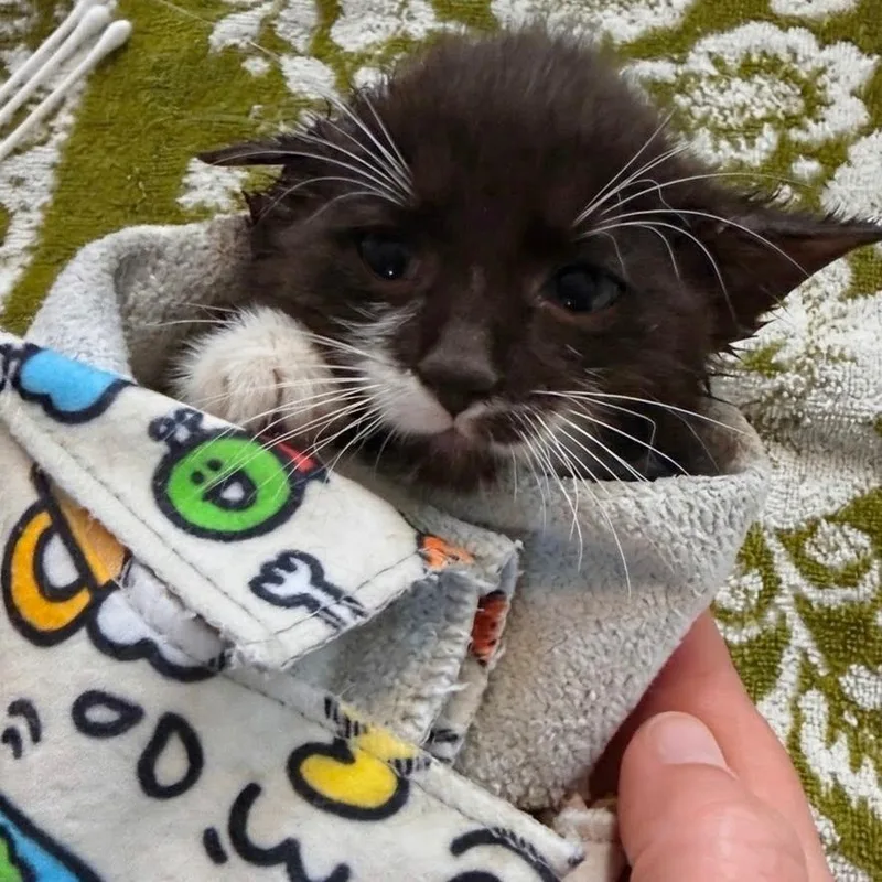 Socks thumbnail 2