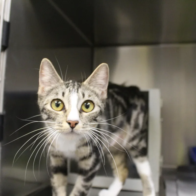 A young medium-sized female Tabby (Brown / Chocolate) Domestic Short Hair cat named Miele for adoption in Yucca Valley, CA