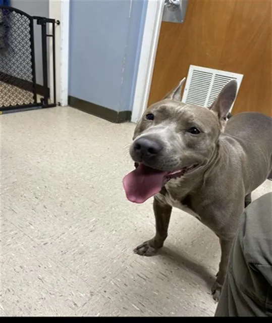 An adult medium-sized female Pit Bull Terrier dog named Nova for adoption in Killeen, TX
