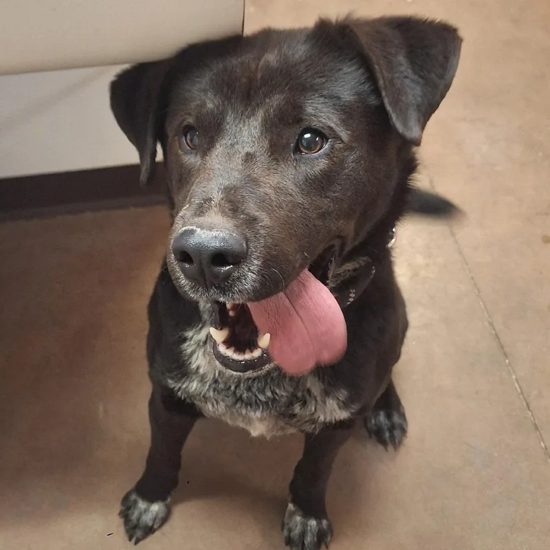 A young medium-sized male Black Mixed Breed dog named Constantine for adoption in Flagstaff, AZ