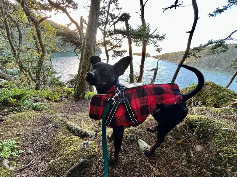 A young small-sized male Black Chihuahua dog named Azriel for adoption in Covington, WA