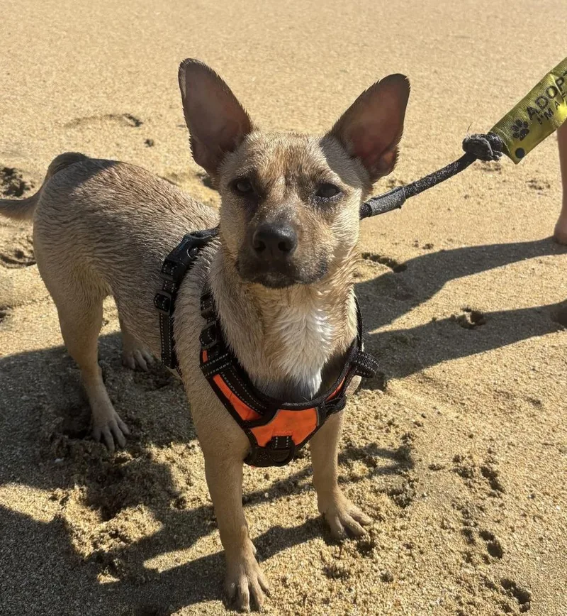 A young medium-sized female Apricot / Beige Mixed Breed dog named Sasha for adoption in Davis, CA