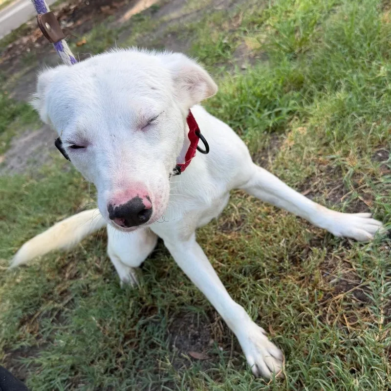 An adult medium-sized male White / Cream Mixed Breed dog named Ferret for adoption in Tampa, FL