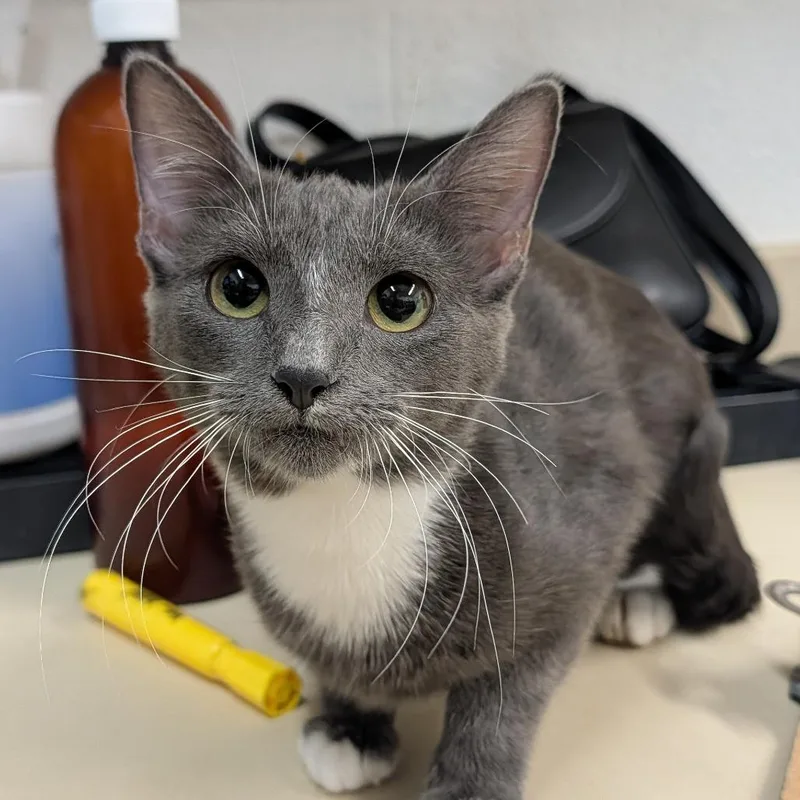 A baby small-sized female Domestic Short Hair cat named Ashes for adoption in Ardmore, OK