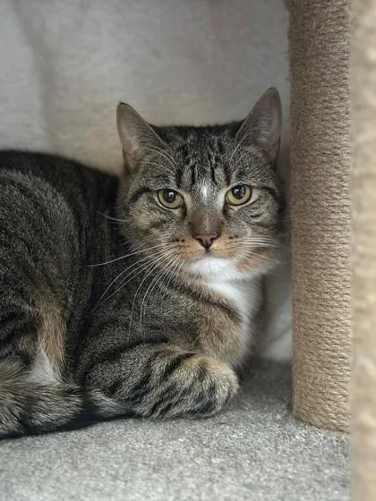 A young medium-sized male Domestic Short Hair cat named Gus Gus for adoption in Cumberland, ME