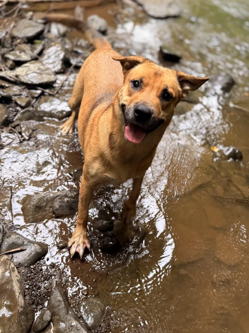 A young medium-sized male Golden Yellow Labrador Retriever dog named Vahnkar for adoption in Milford, NY