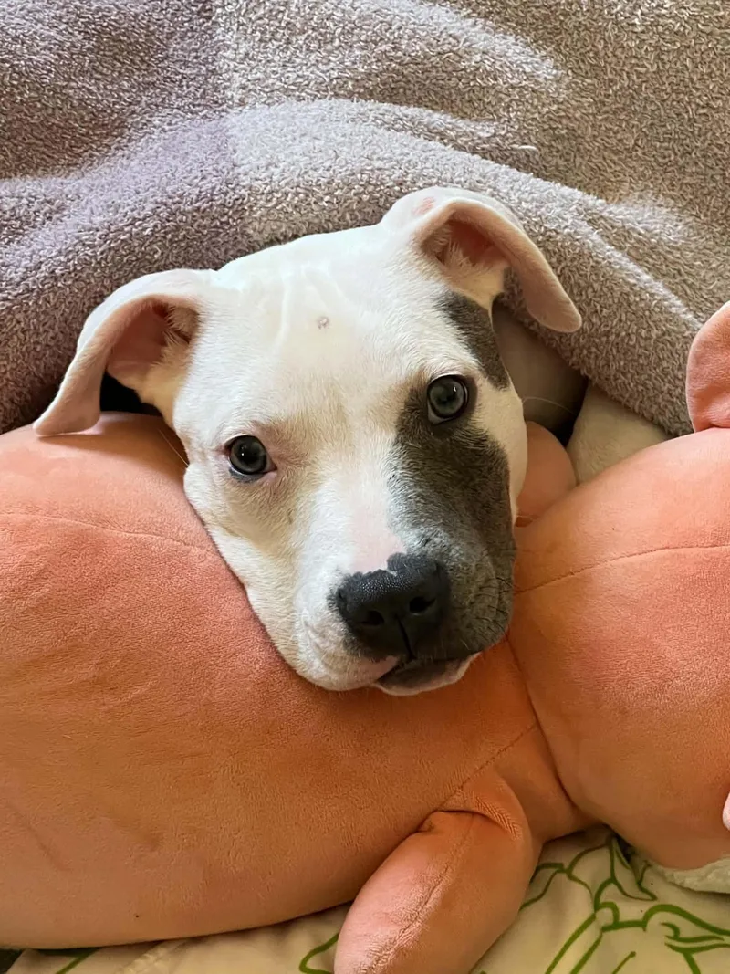 A young medium-sized female White / Cream Pit Bull Terrier dog named Barbie for adoption in Minneapolis, MN