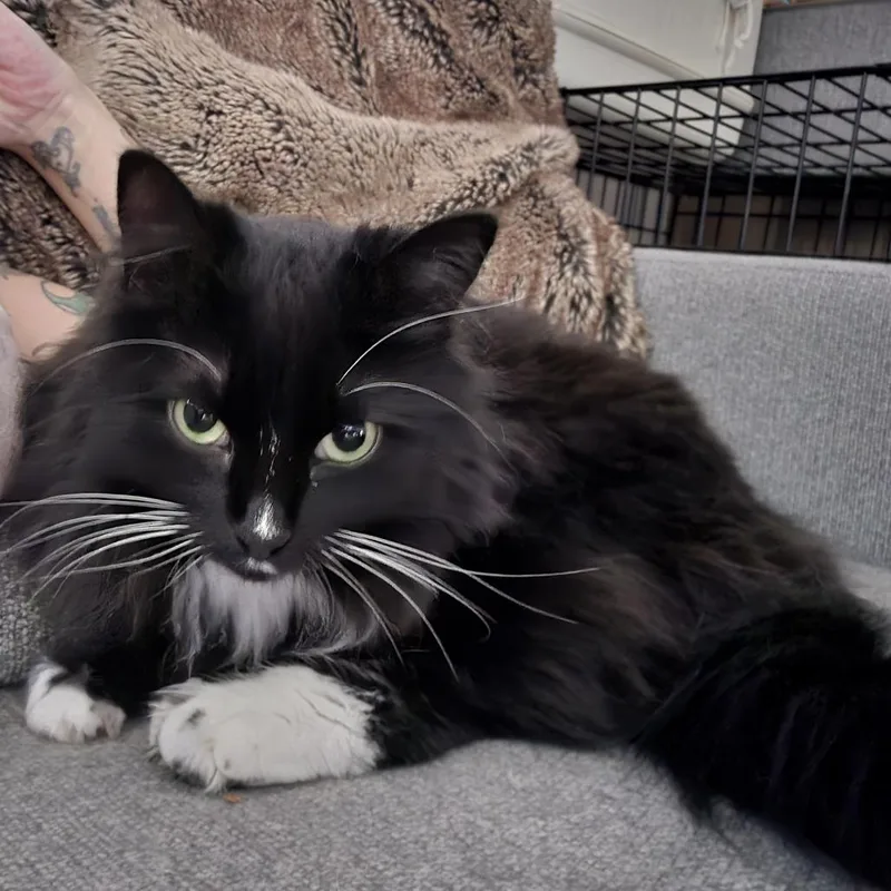 An adult medium-sized female Black Domestic Long Hair cat named Bubbles for adoption in Winston Salem, NC