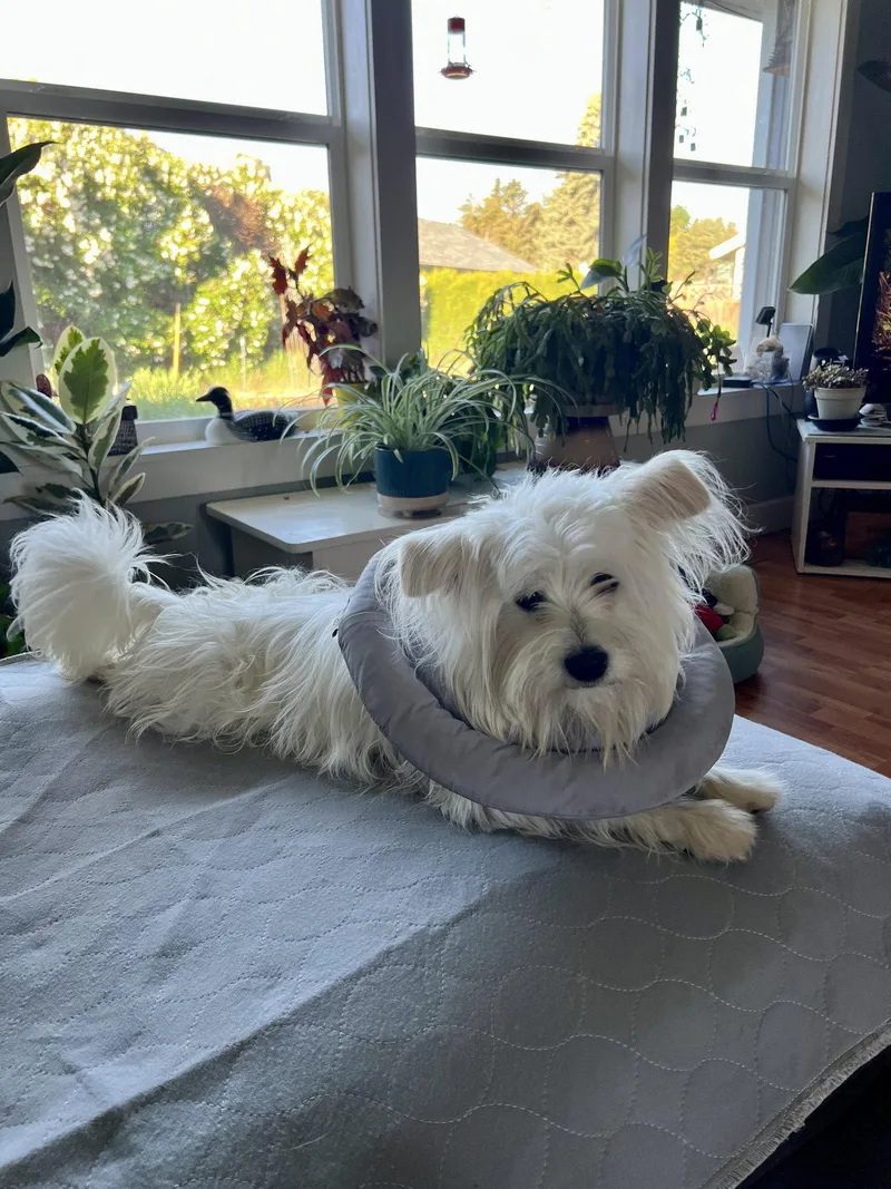 A baby small-sized male West Highland White Terrier / Westie dog named Rory for adoption in Seattle, WA