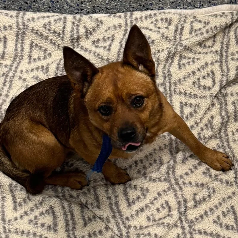 Cooper