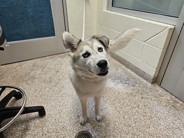 A young small-sized female Siberian Husky dog named Angel for adoption in Pueblo, CO