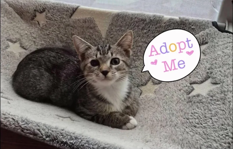 A baby medium-sized female Domestic Short Hair cat named Princess Lucy for adoption in Wilmington, NC