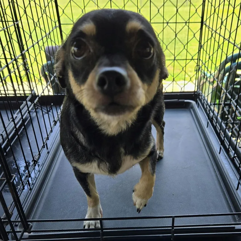 An adult small-sized female Black Chihuahua dog named Mandy for adoption in Pennsville, NJ