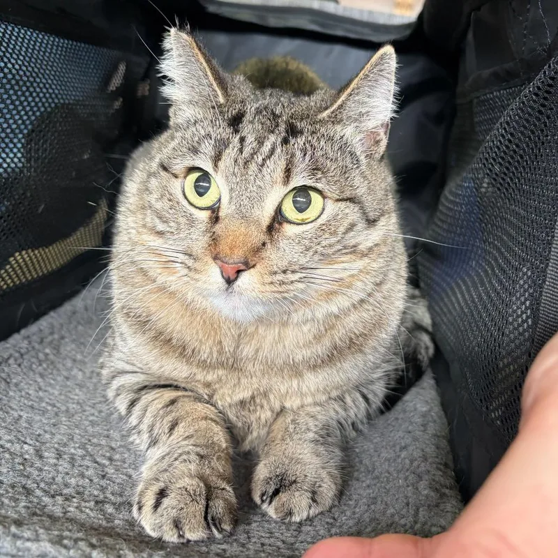 An adult medium-sized female Brown / Chocolate Domestic Short Hair cat named Cecelia for adoption in Las Vegas, NV