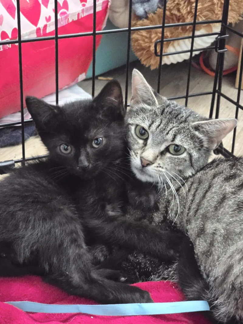 A baby medium-sized male Tabby (Gray / Blue / Silver) American Shorthair cat named Mabel for adoption in Salisbury Mills, NY