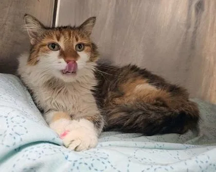 An adult small-sized female Domestic Medium Hair cat named Millie for adoption in Phoenix, AZ