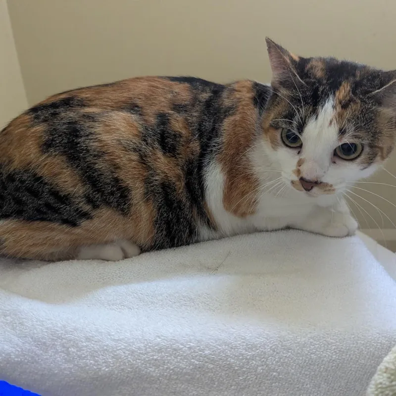 A young medium-sized female Calico Domestic Short Hair cat named Muffin for adoption in Pasadena, CA
