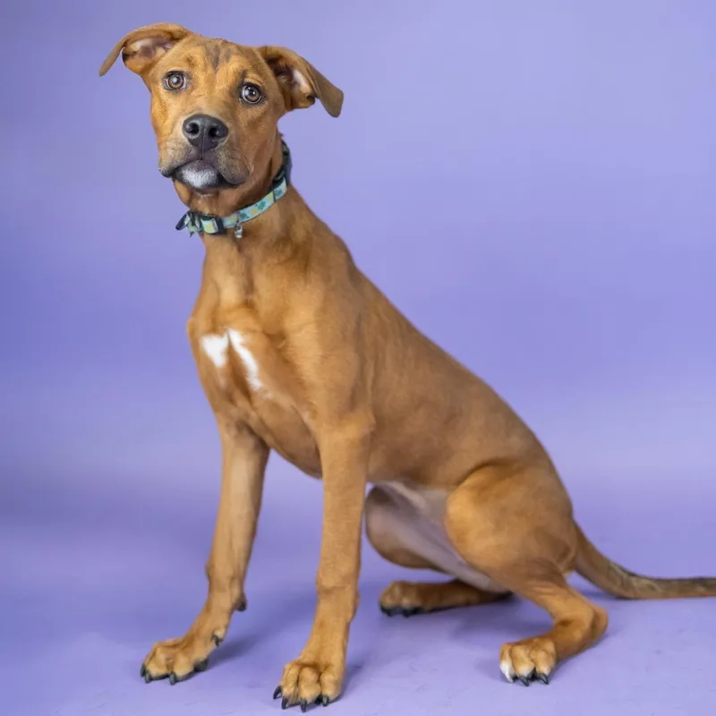 An adult medium-sized female Red / Chestnut / Orange Mixed Breed dog named Duckie for adoption in Portland, OR