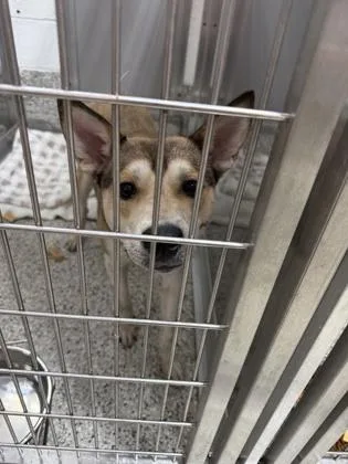 An adult large-sized male Husky dog named Brownie for adoption in Parma, OH