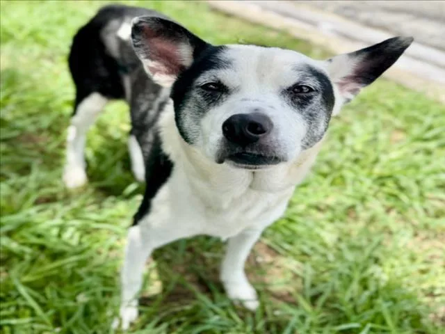 An adult medium-sized female Staffordshire Bull Terrier dog named Cow for adoption in Houston, TX