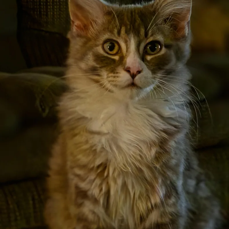 A baby extra large-sized male Tabby (Gray / Blue / Silver) Maine Coon cat named Jasper for adoption in Medford, WI