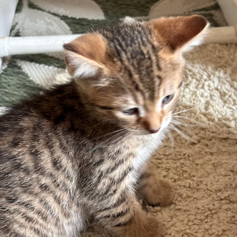 A baby medium-sized female Tabby (Brown / Chocolate) Domestic Short Hair cat named Nova for adoption in Collierville, TN