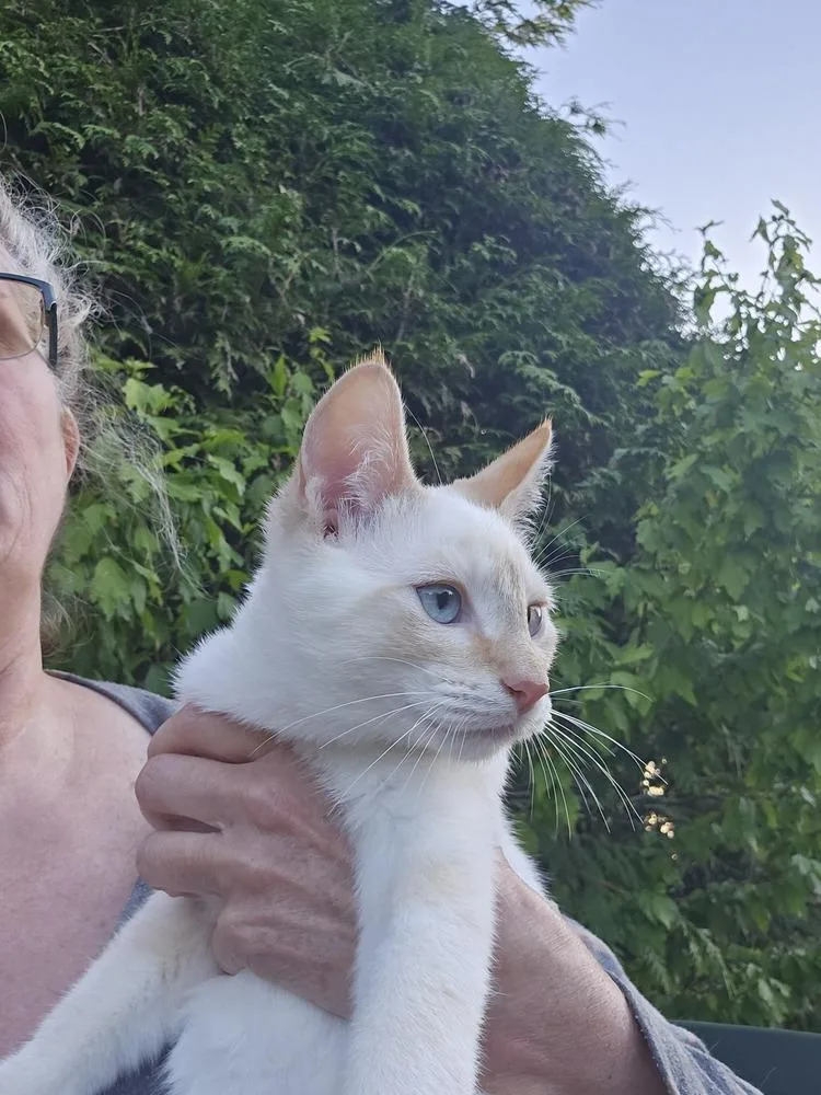 A baby small-sized male White Domestic Short Hair cat named Frosty for adoption in Bellingham, WA